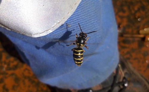 Dolichovespula media