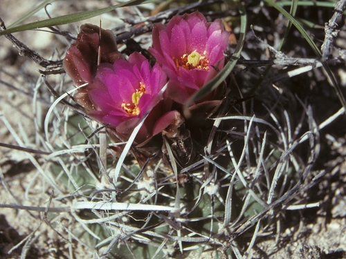 Sclerocactus blainei