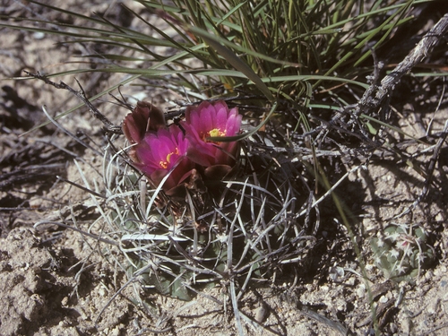 Sclerocactus blainei