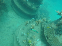 Thalassoma hebraicum