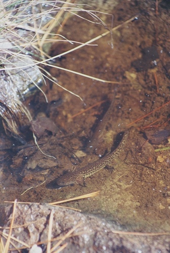 Ambystoma rosaceum
