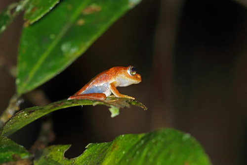 Boophis pyrrhus