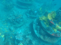 Thalassoma hebraicum