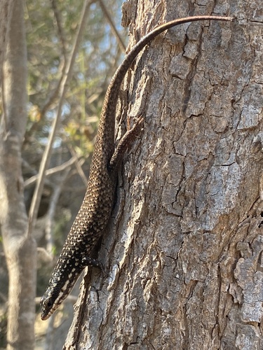 Gold-spotted Mabuya