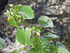 Abutilon pannosum