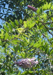 Wisteria frutescens