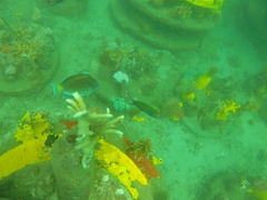 Acanthurus tennentii