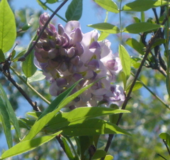 Wisteria frutescens