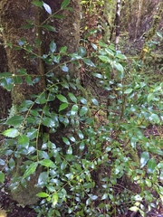 Atherosperma moschatum moschatum