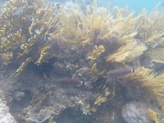 Cheilodipterus arabicus