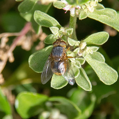 Diptera
