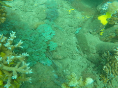 Canthigaster bennetti