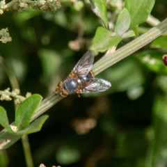 Diptera