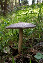 Amanita cheelii