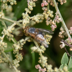 Diptera