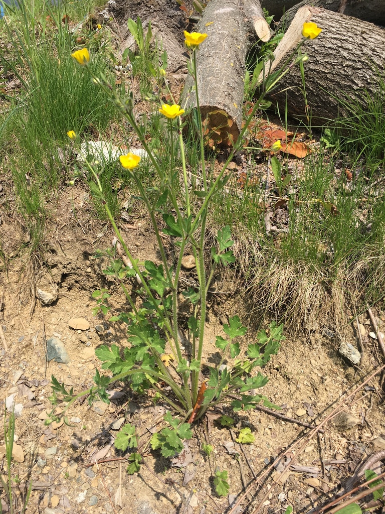 Ranunculus monspeliacus