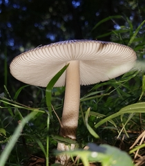 Amanita cheelii