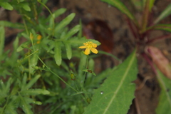 Hypericum japonicum