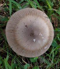 Amanita cheelii