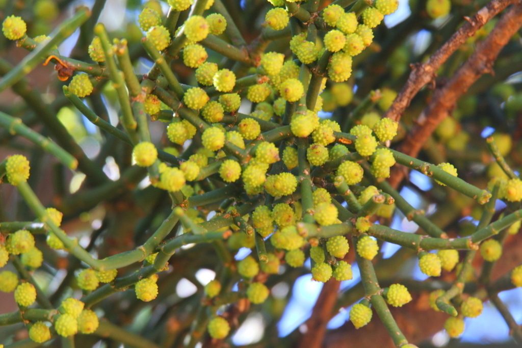 Warty Mistletoe