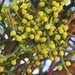 Warty Mistletoe - Photo (c) tjeerd, some rights reserved (CC BY-NC), uploaded by tjeerd
