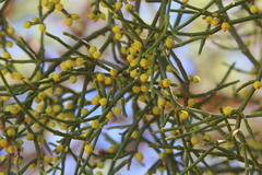 Viscum verrucosum