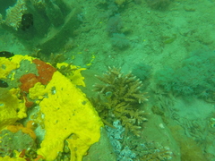 Chaetodon trifasciatus