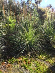 Carex virgata