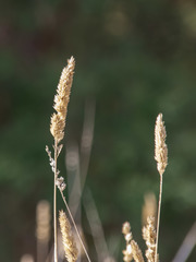 Poaceae