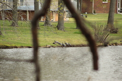 Pseudemys rubriventris