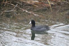 Fulica americana