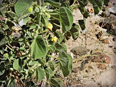 Abutilon pannosum