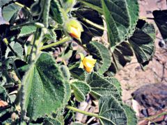 Abutilon pannosum