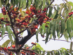 Callosciurus prevostii