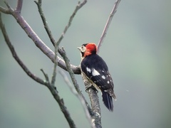 Dryobates cathpharius