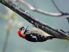 Dryobates cathpharius