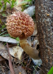 Boletellus deceptivus