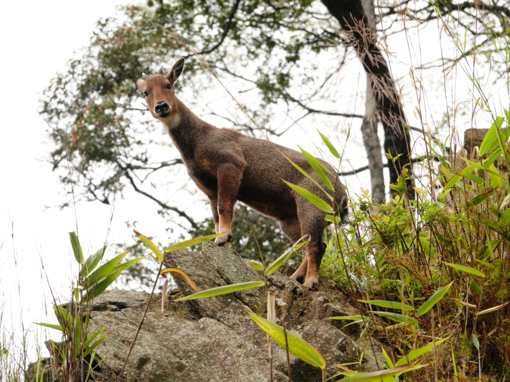 Himalayan Goral