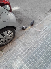 Columba livia domestica