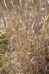 Poaceae