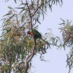 Trichoglossus moluccanus