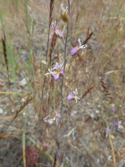 Streptanthus glandulosus glandulosus