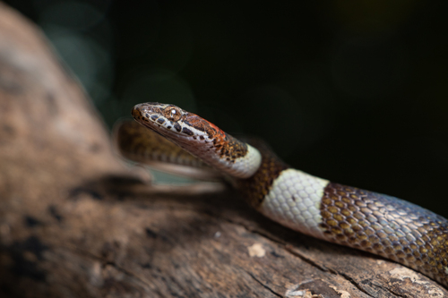 False Cat-eyed Snake