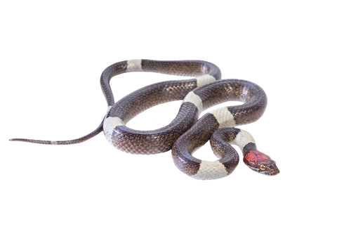 False Cat-eyed Snake