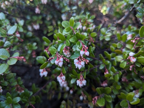 Image of Arctostaphylos nummularia by (c) Alexander Wentworth, some rights reserved (CC BY)