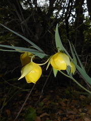 Calochortus pulchellus