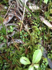 Nertera dichondrifolia