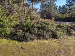 Arctostaphylos nummularia