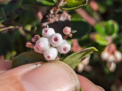 Arctostaphylos nummularia, photograph 1
