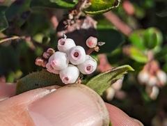 Arctostaphylos nummularia, photograph (c) Alexander Wentworth, some rights reserved (CC BY)